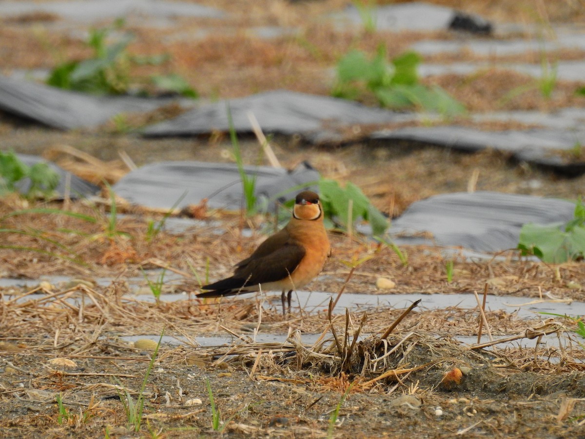 Oriental Pratincole - ML220275631