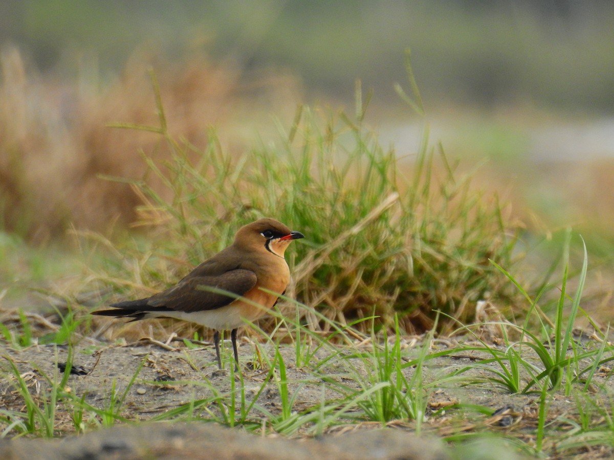 Oriental Pratincole - ML220275641