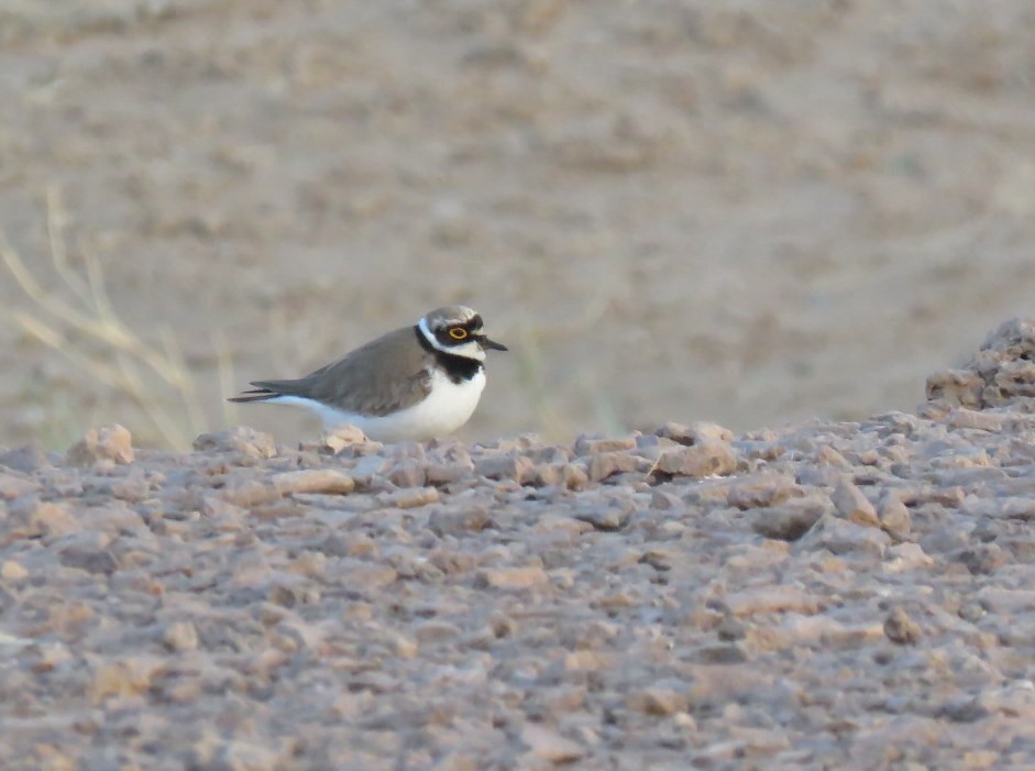 Little Ringed Plover - Simon RB Thompson