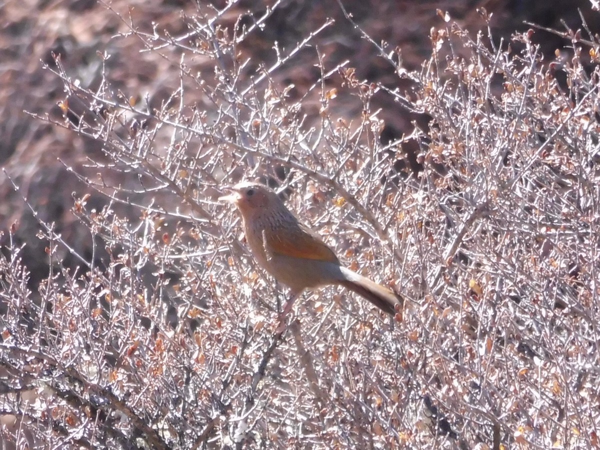 Streaked Laughingthrush - ML220277501