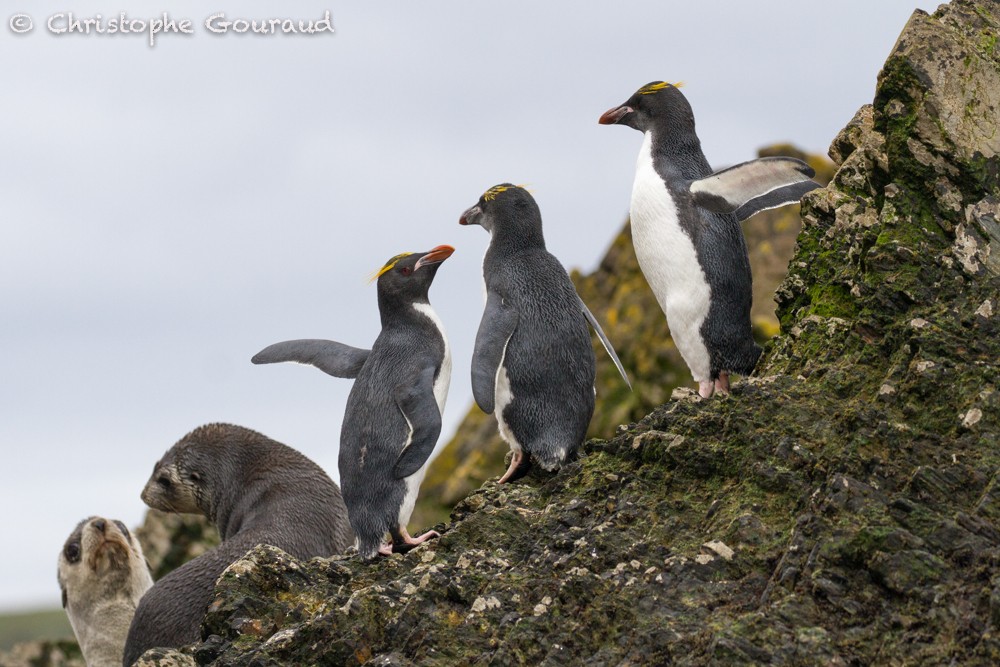 Macaroni Penguin - Christophe Gouraud