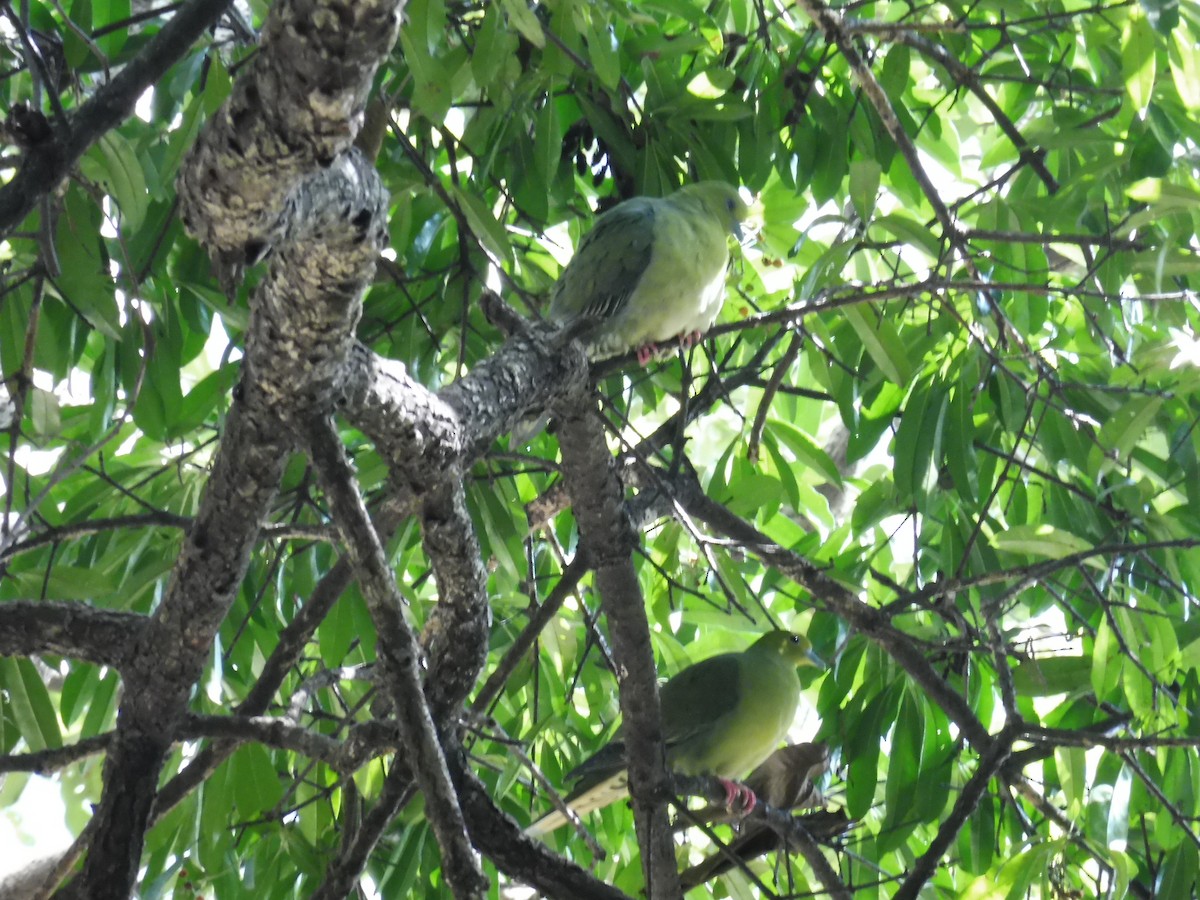 Wedge-tailed Green-Pigeon - ML220280401