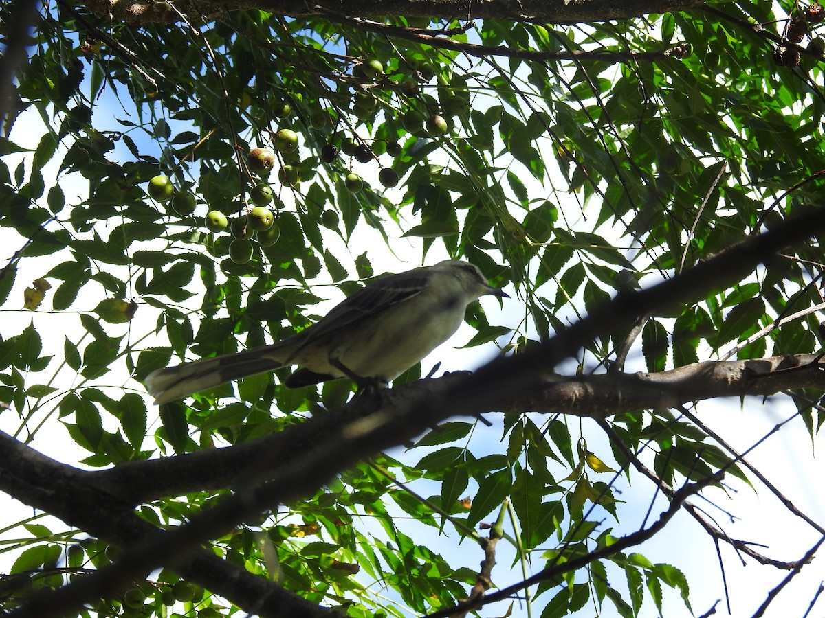 Tropical Mockingbird - ML220281211