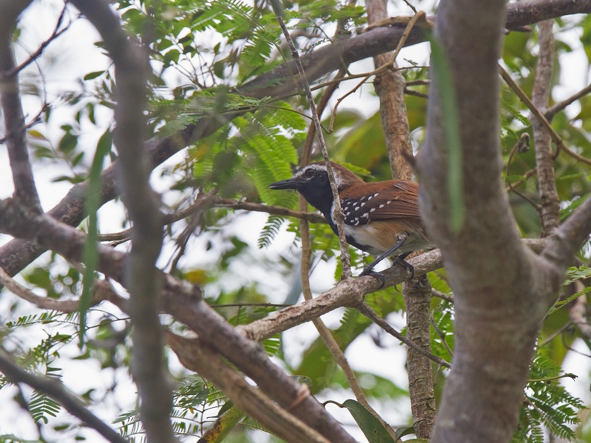 Rusty-backed Antwren - ML220281801