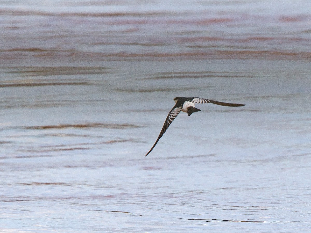 White-winged Swallow - ML220281831