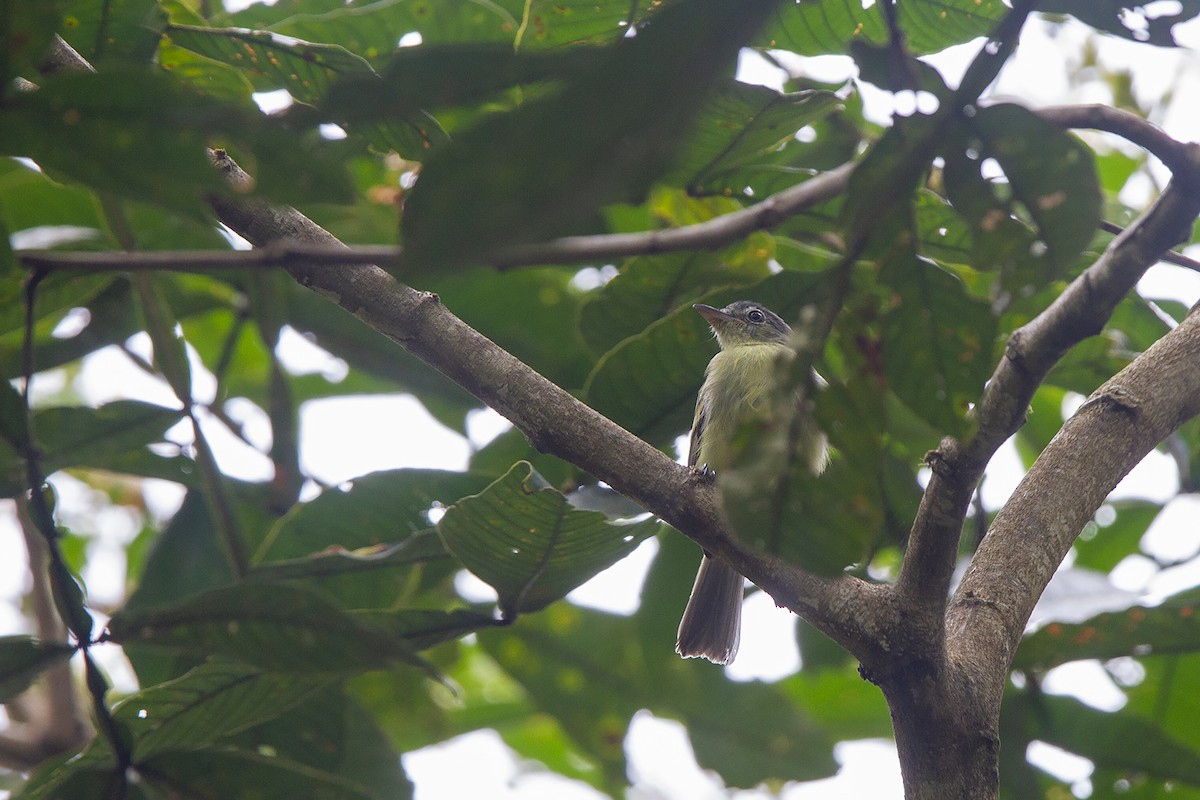 Yellow-olive Flatbill (Andes) - ML220282821