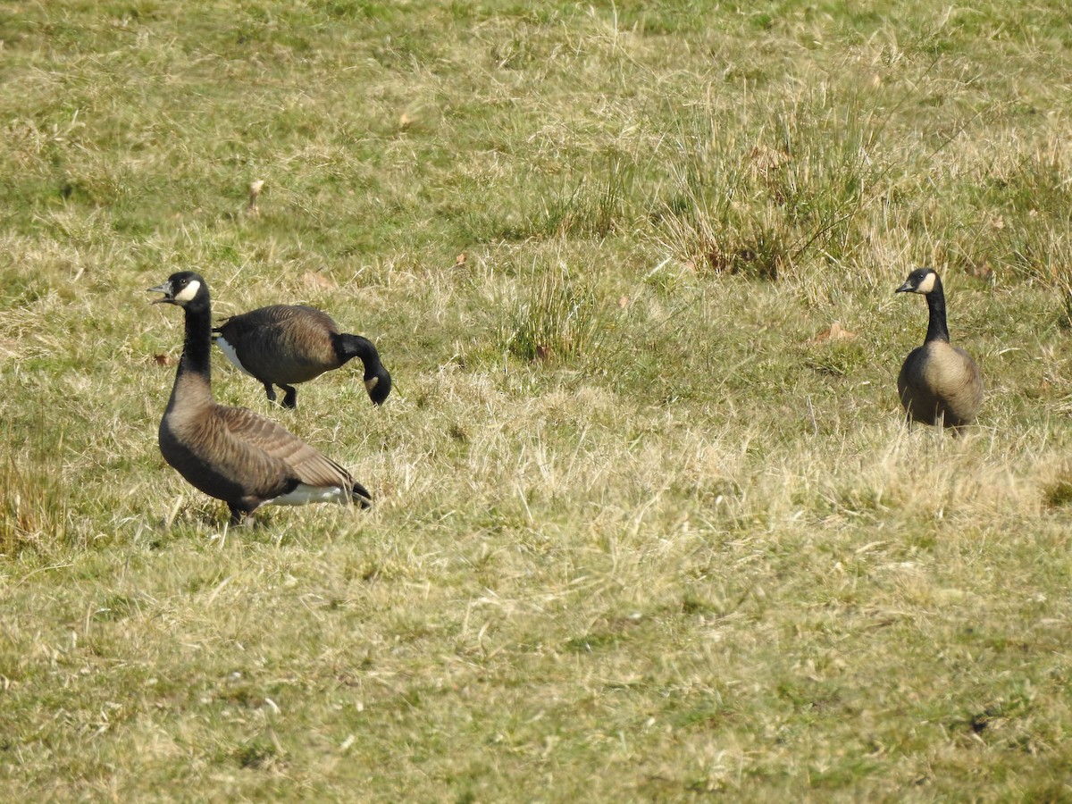 Canada Goose (occidentalis/fulva) - ML220283051