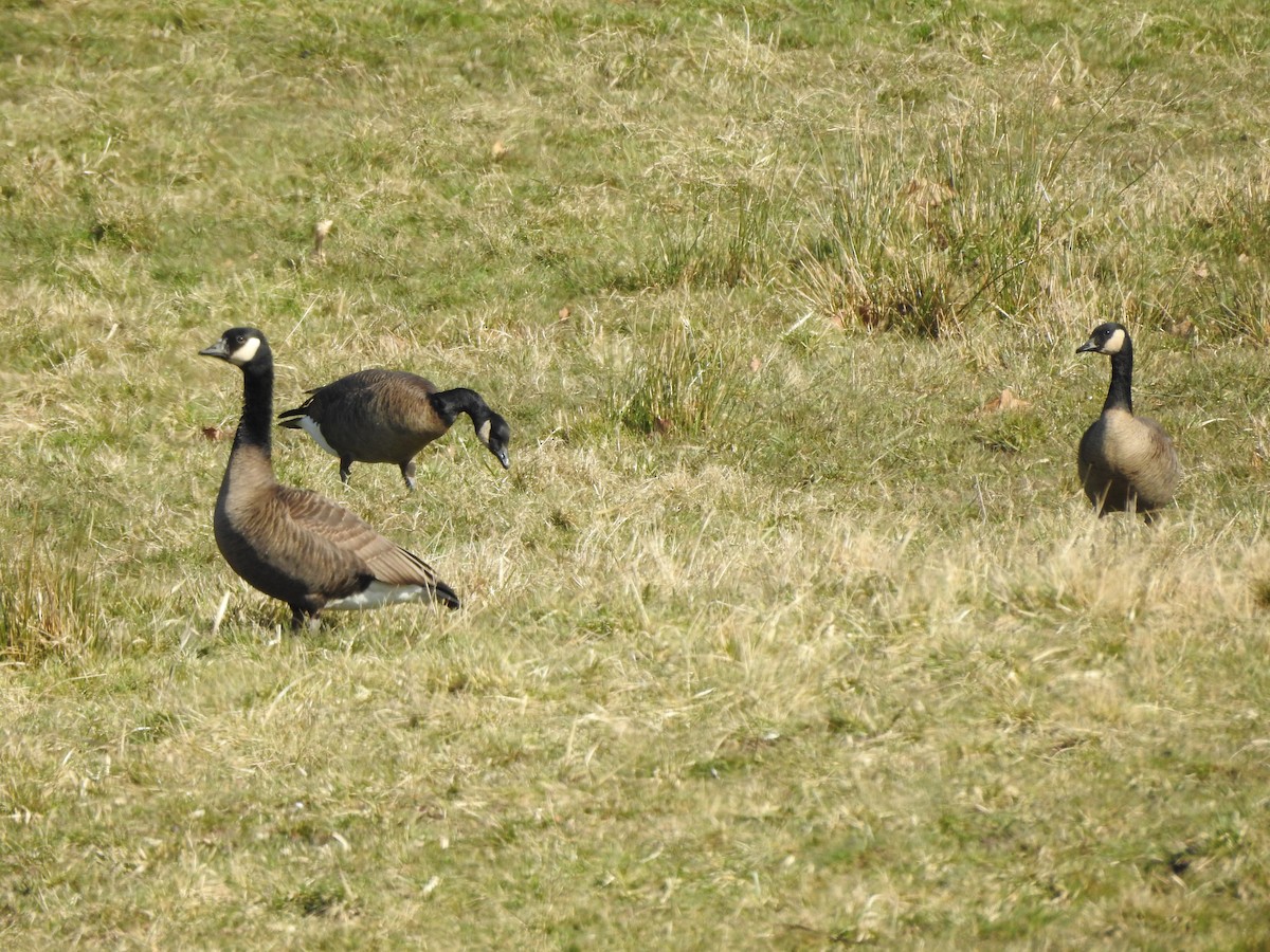 Canada Goose (occidentalis/fulva) - ML220283061