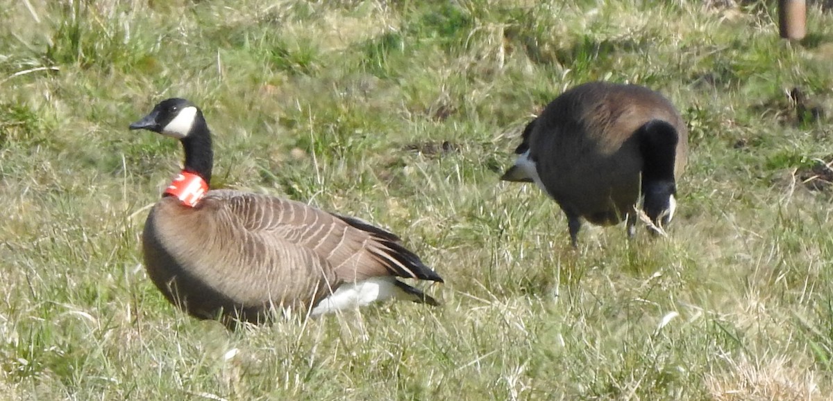 Canada Goose (occidentalis/fulva) - Jody  Wells