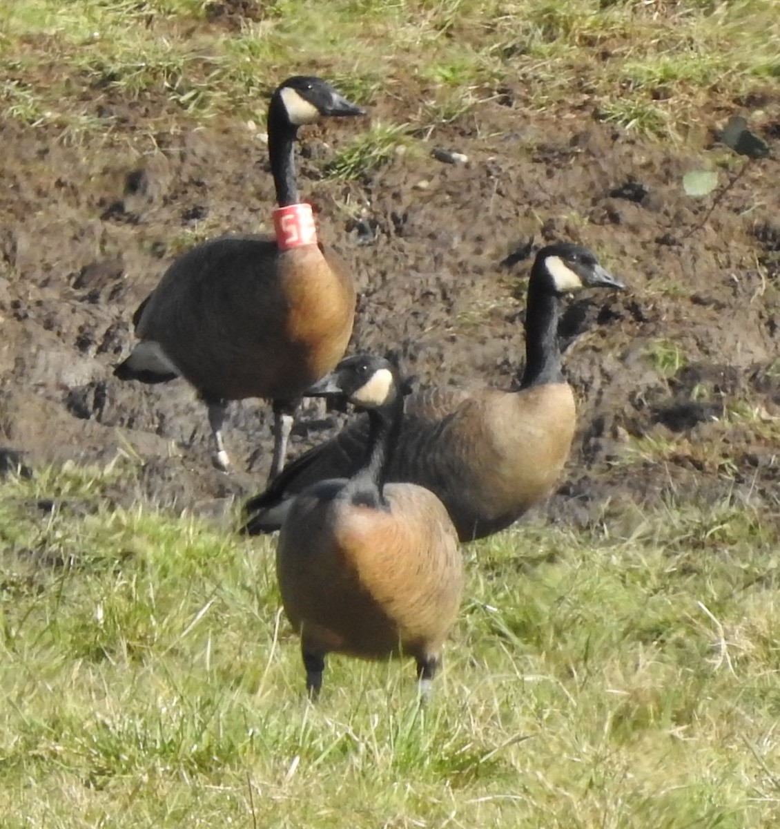 Canada Goose (occidentalis/fulva) - ML220283171