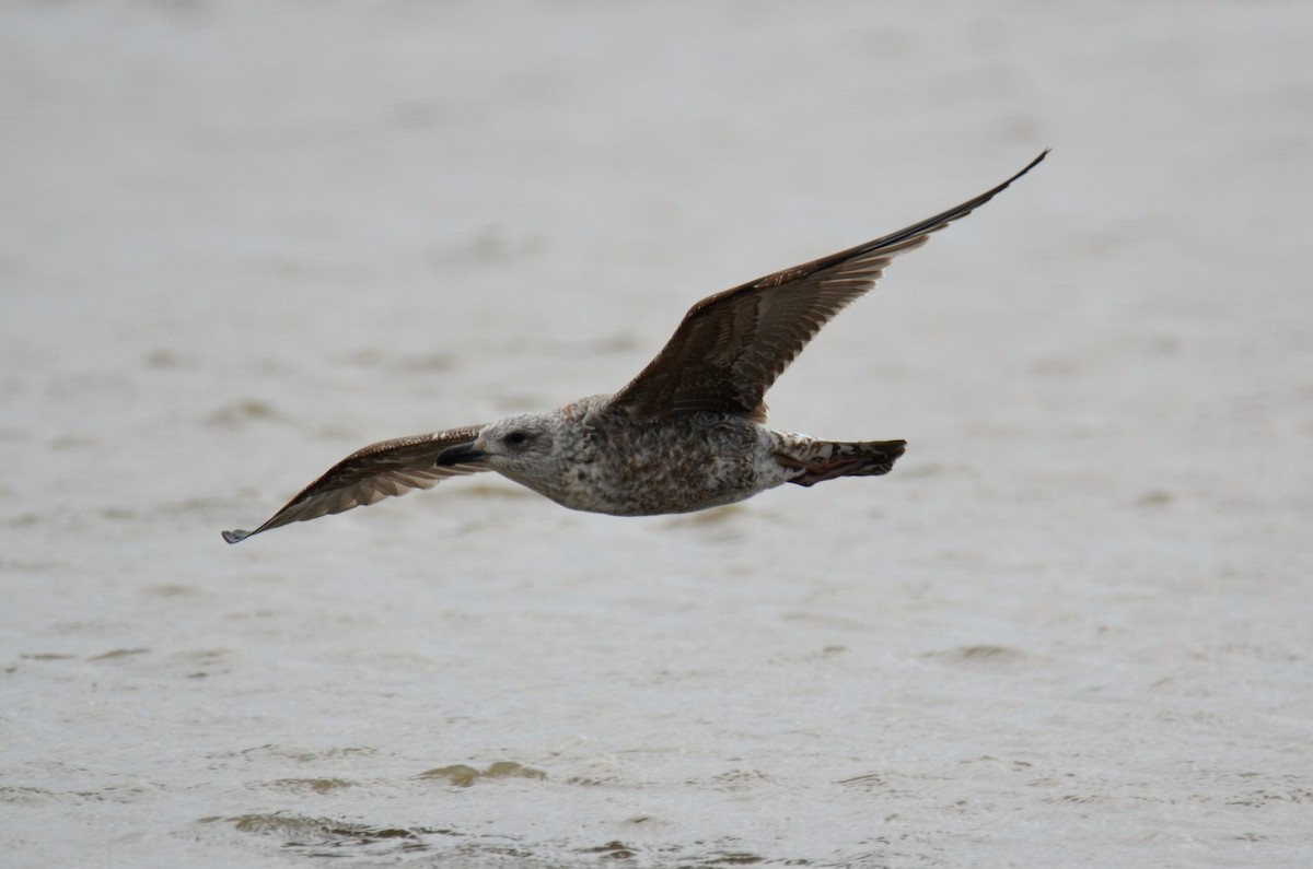 Lesser Black-backed Gull - Jeff Sexton