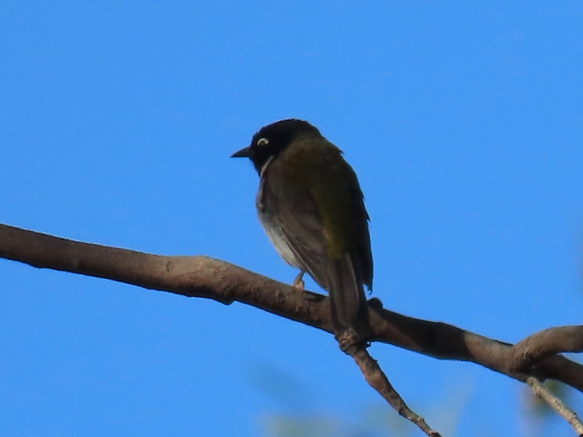 Black-headed Honeyeater - Greg Vassilopoulos