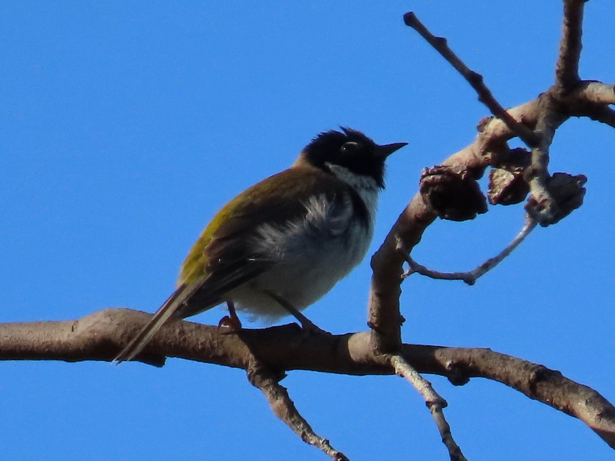 Black-headed Honeyeater - Greg Vassilopoulos