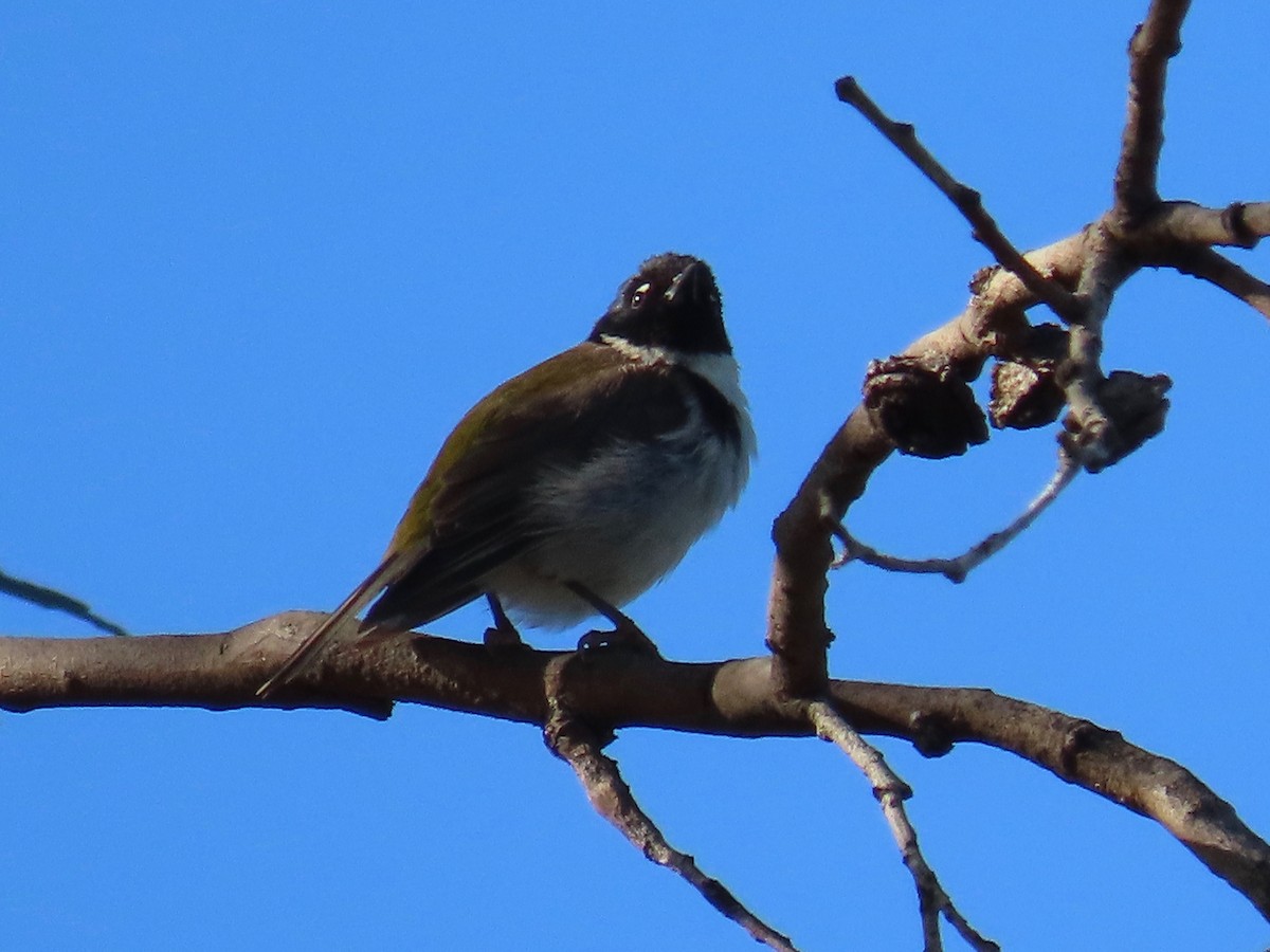 Black-headed Honeyeater - Greg Vassilopoulos