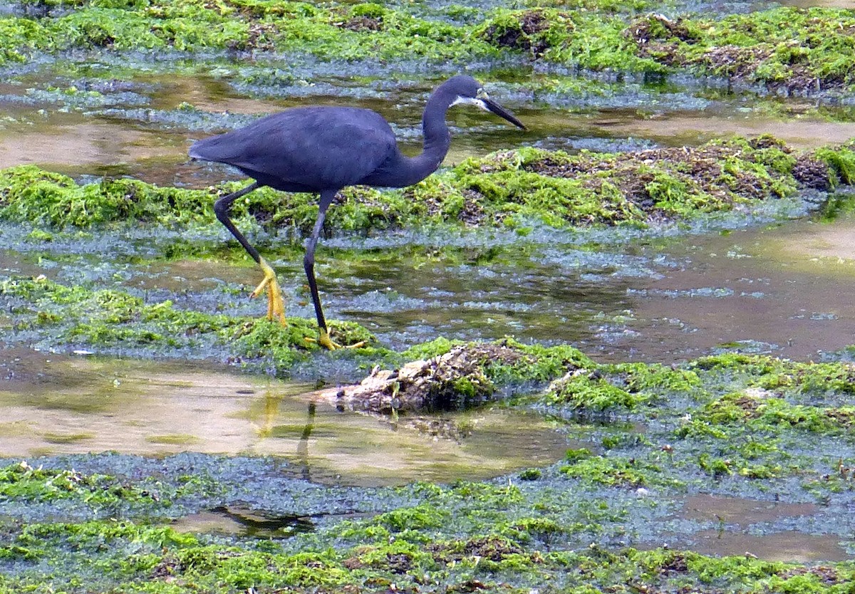 Little Egret (Dimorphic) - ML220284351