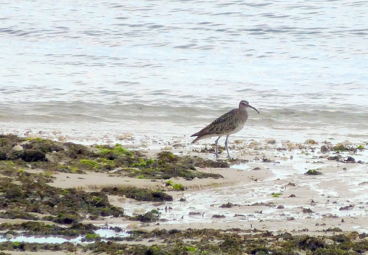 Whimbrel - ML220284791