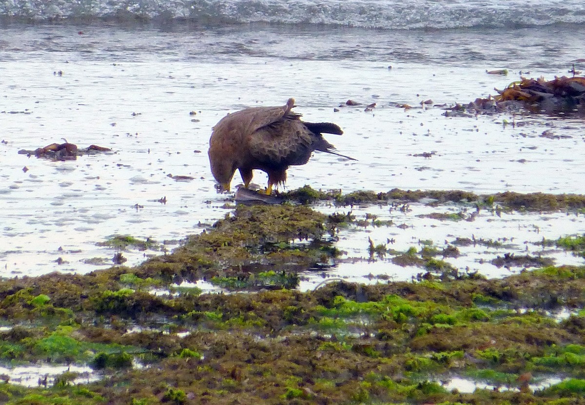 Black Kite - ML220285101