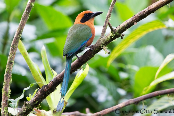 Rufous Motmot - ML22028521