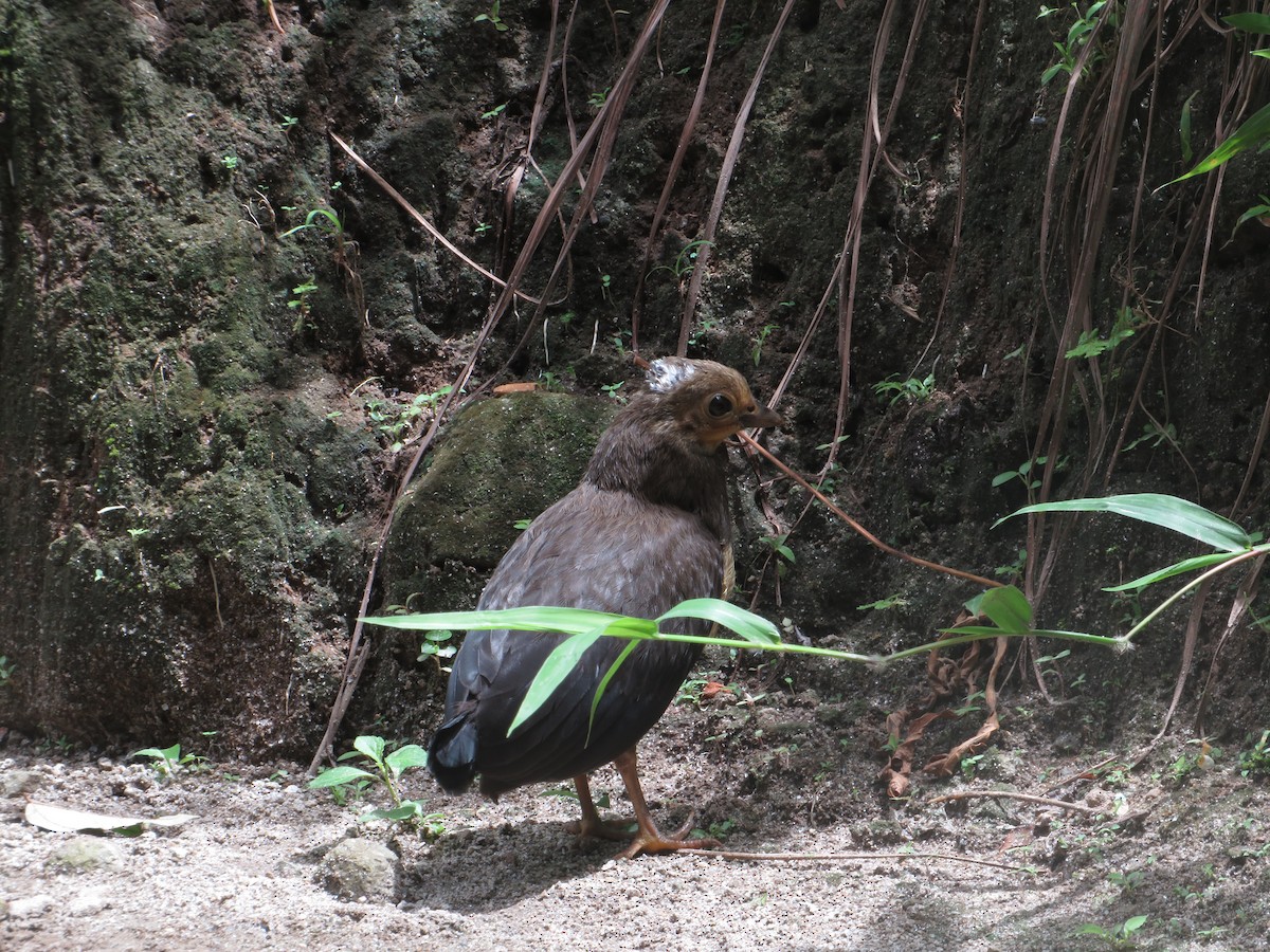 Talégalo Maleo - ML220285211