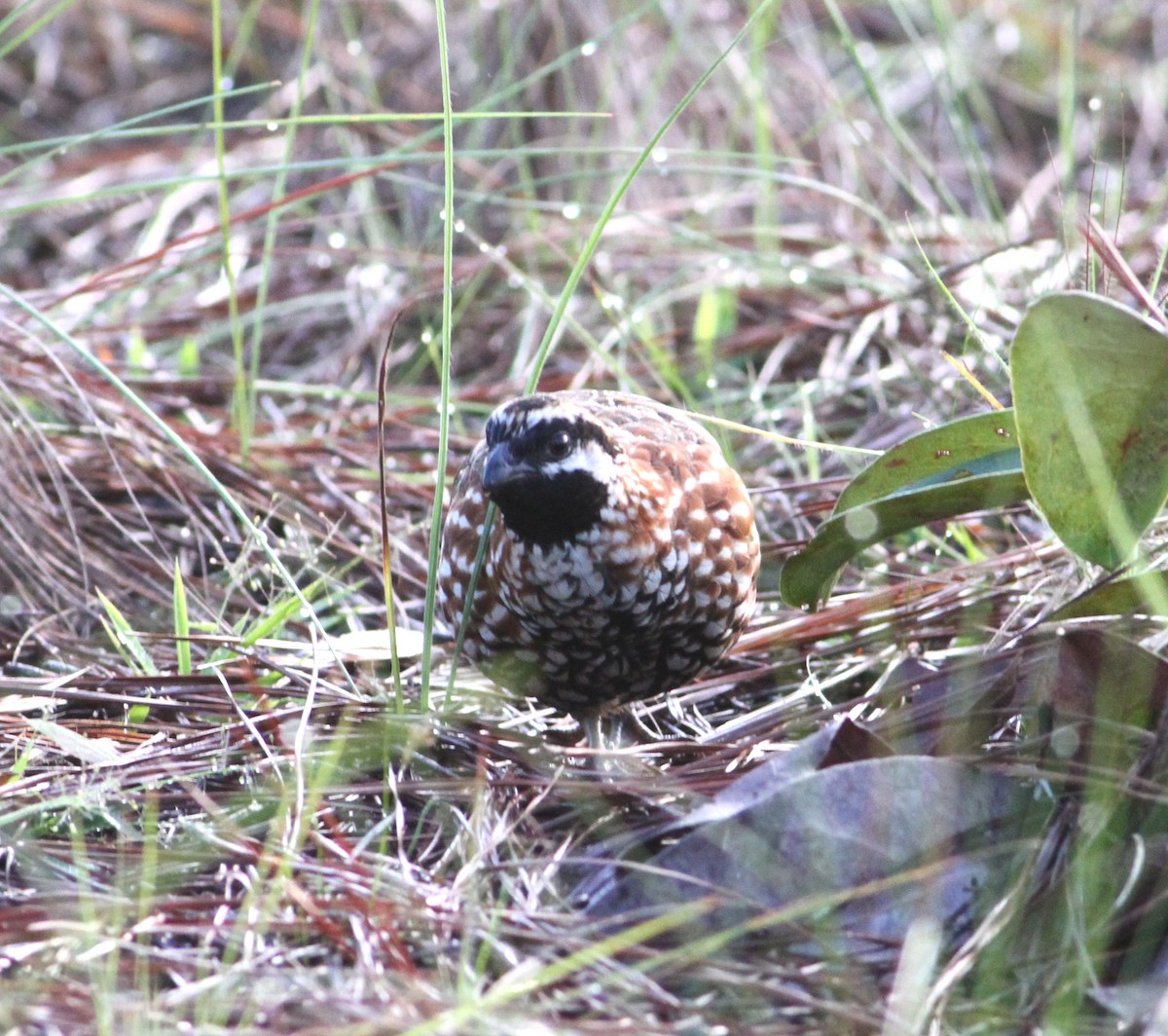 Black-throated Bobwhite - Georges Duriaux