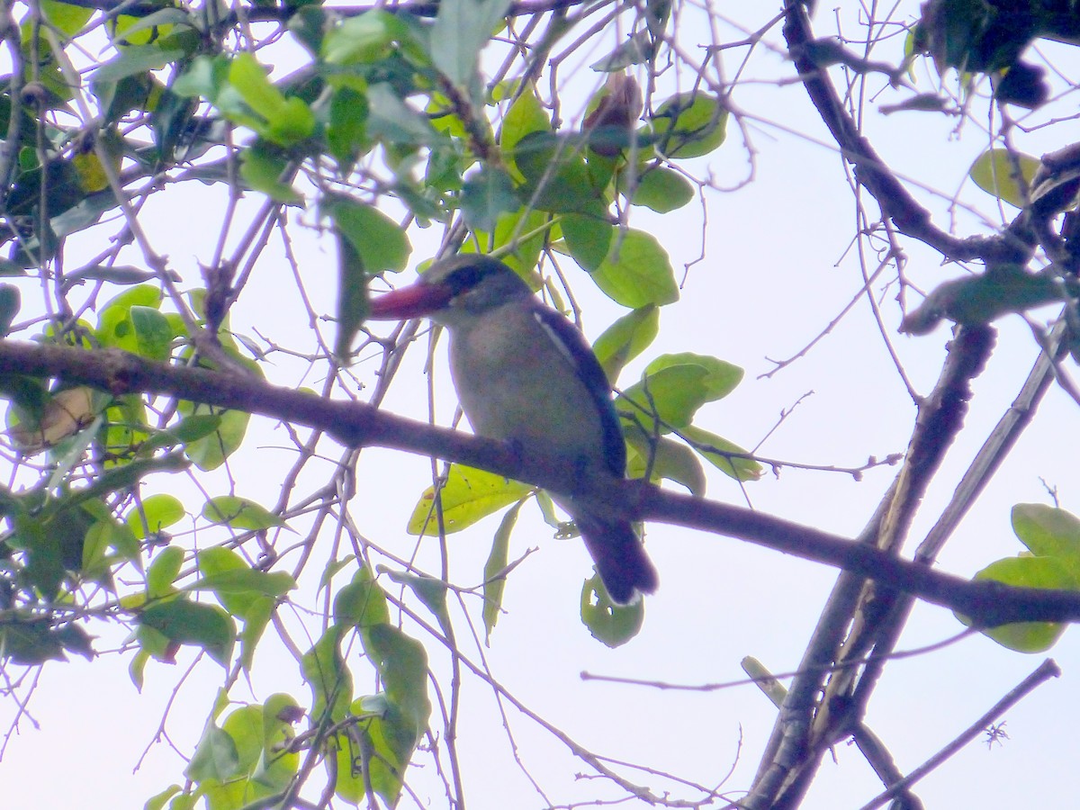 Mangrove Kingfisher - ML220286341