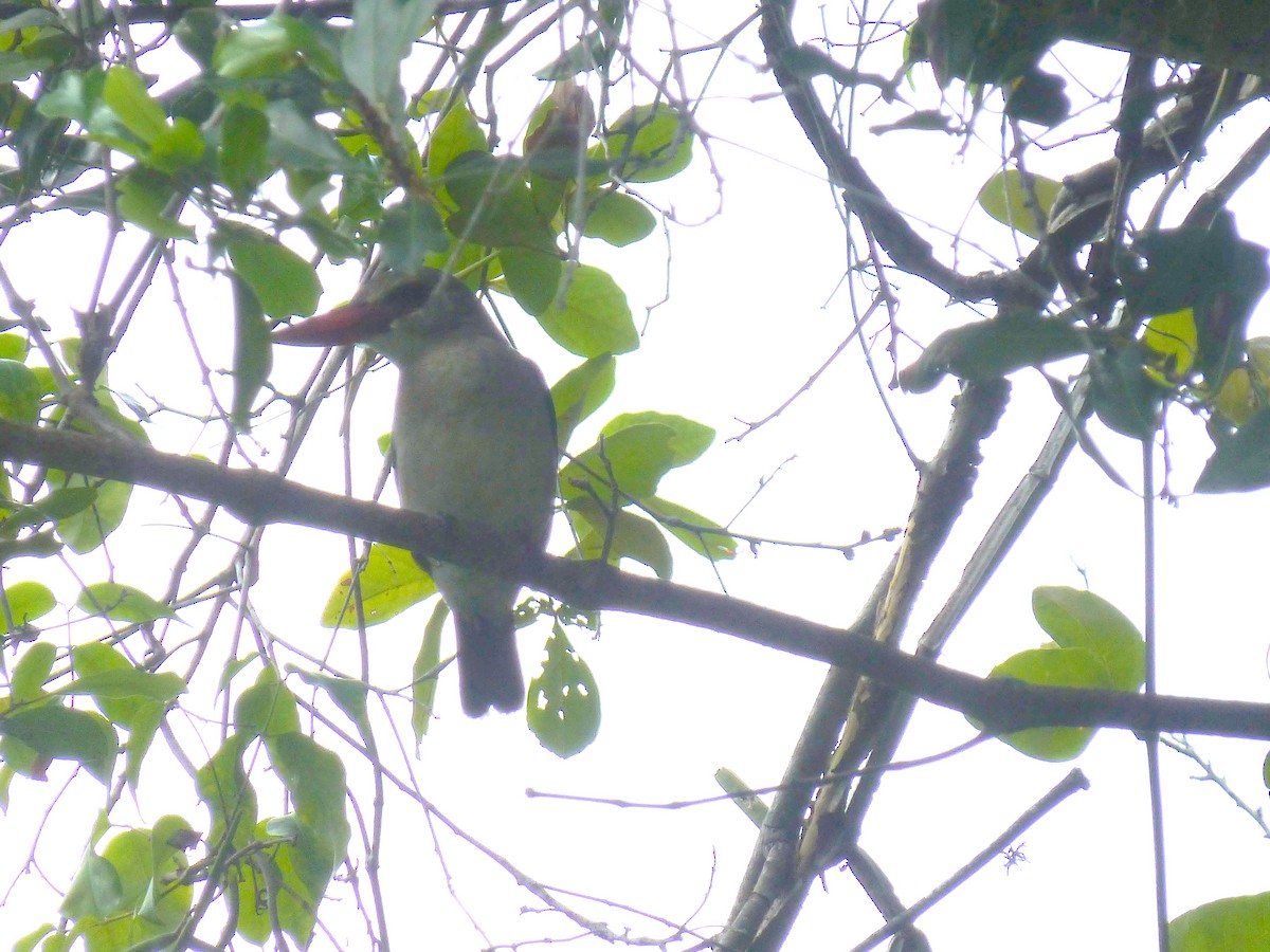 Mangrove Kingfisher - ML220286361