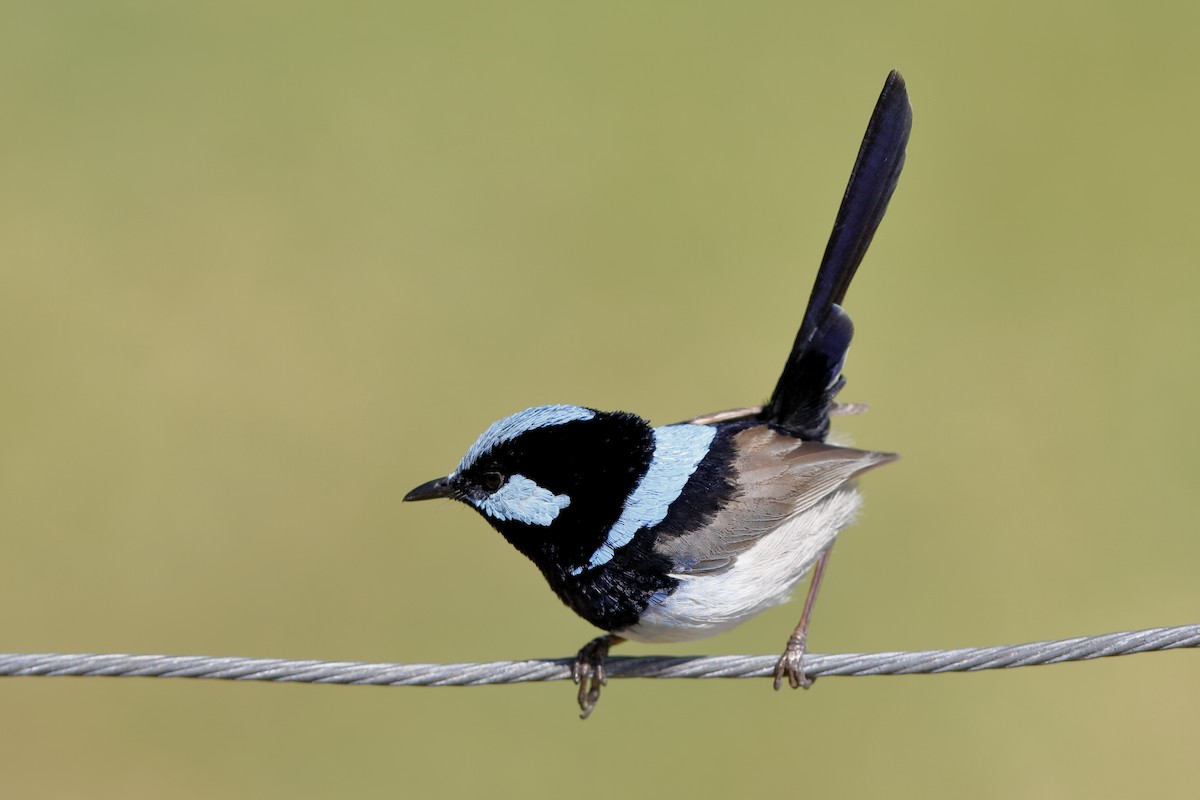Superb Fairywren - ML220287321