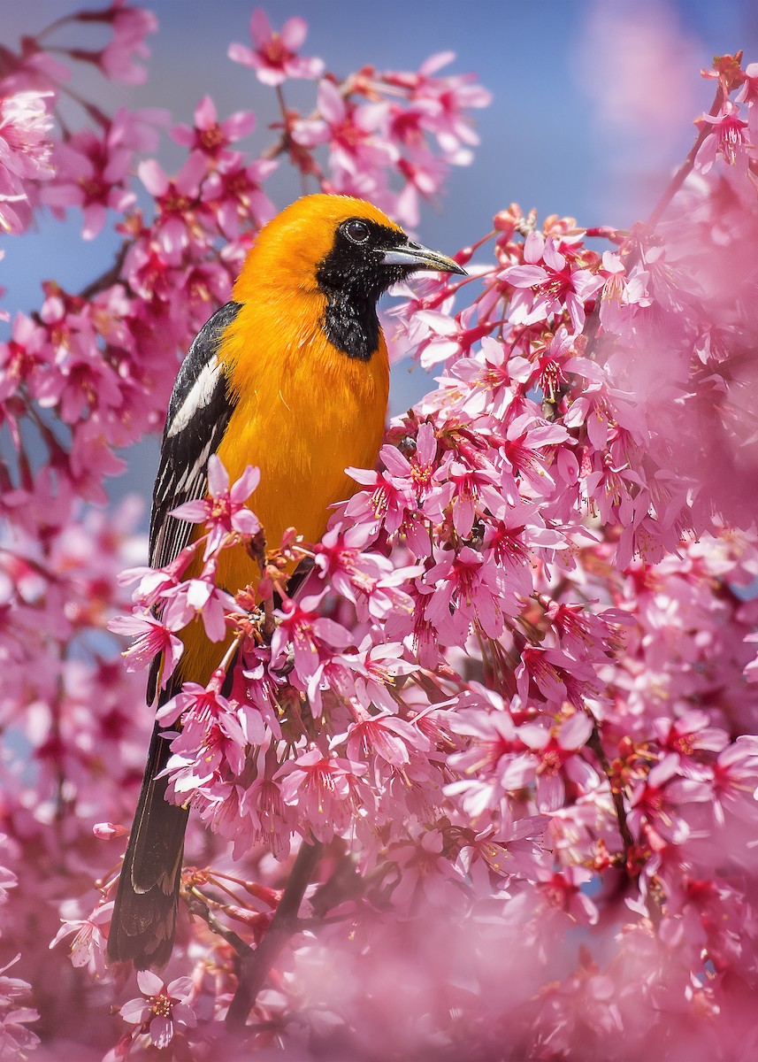 Hooded Oriole - ML220287751