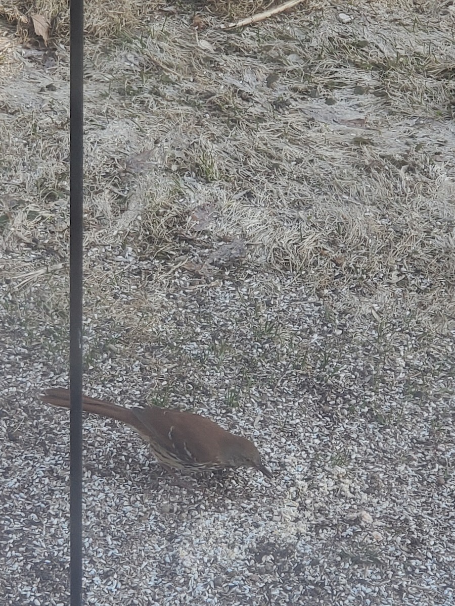 Brown Thrasher - ML220288441