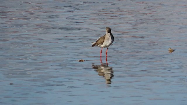 Common Redshank - ML220288981