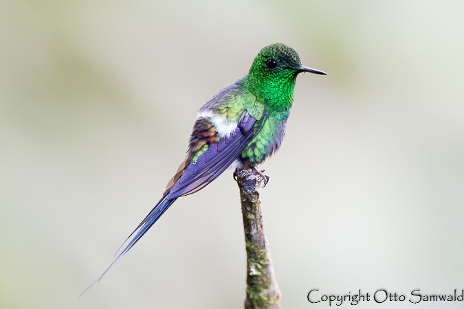 kolibřík trnoocasý - ML22028931