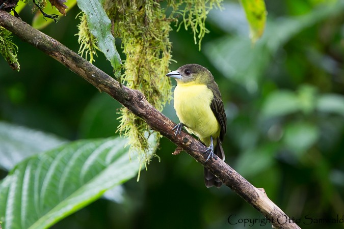 Flame-rumped Tanager (Lemon-rumped) - ML22028951