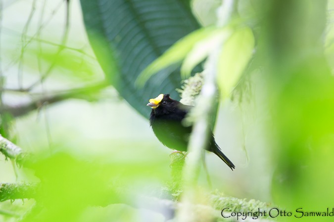 Golden-winged Manakin - ML22029001