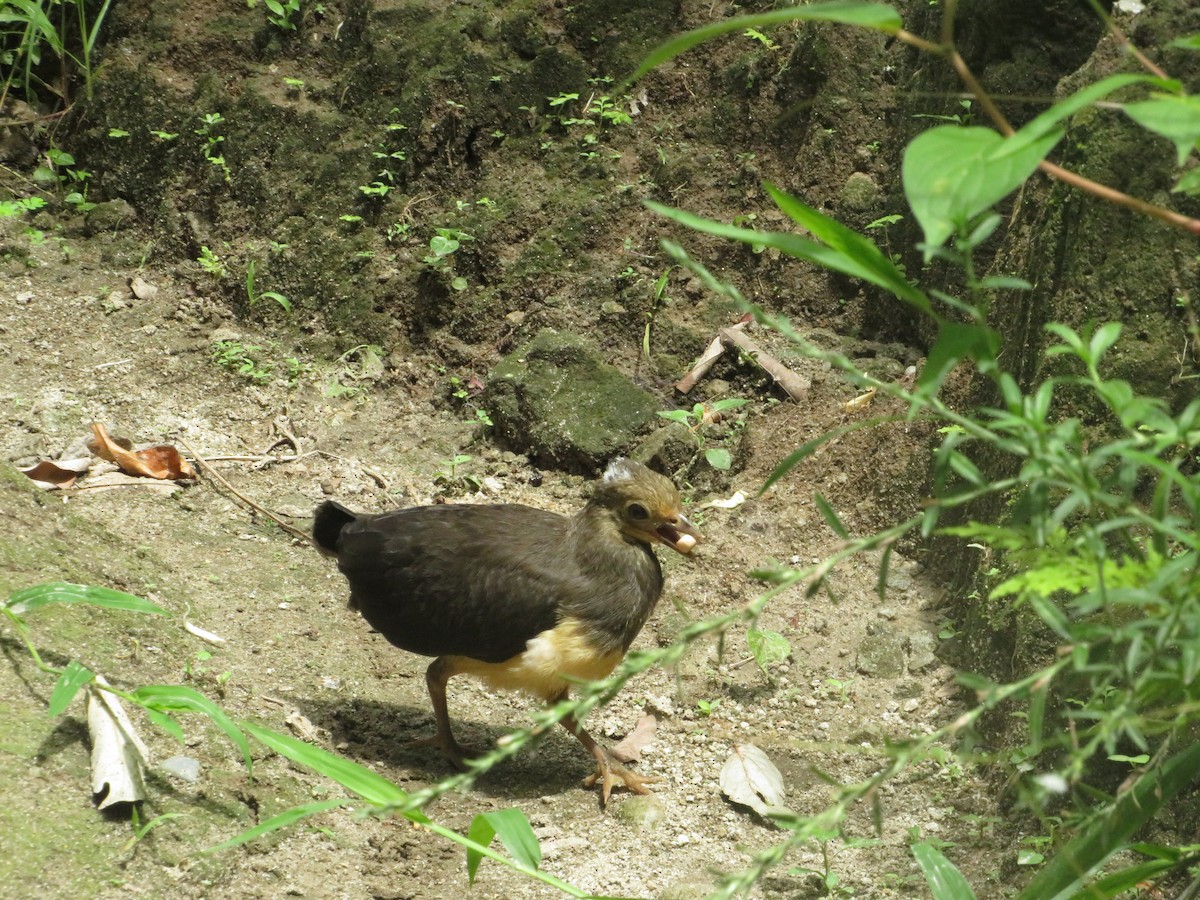 Talégalo Maleo - ML220290191