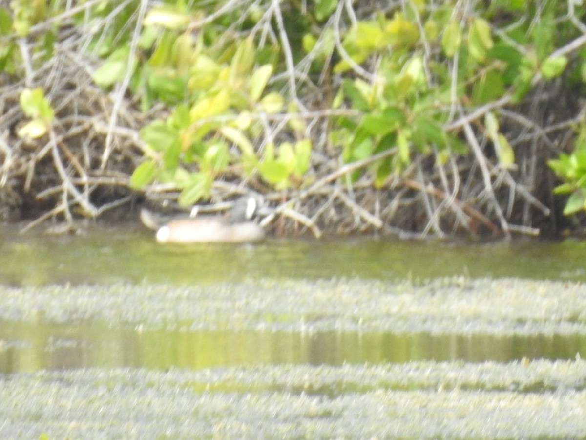 Blue-winged Teal - ML220290201