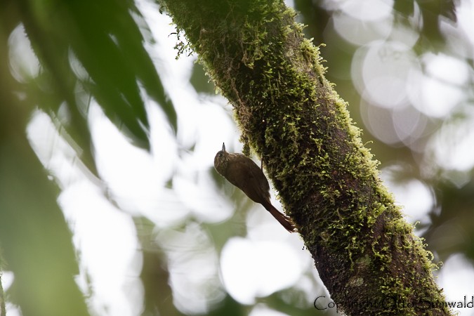 Wedge-billed Woodcreeper - ML22029031