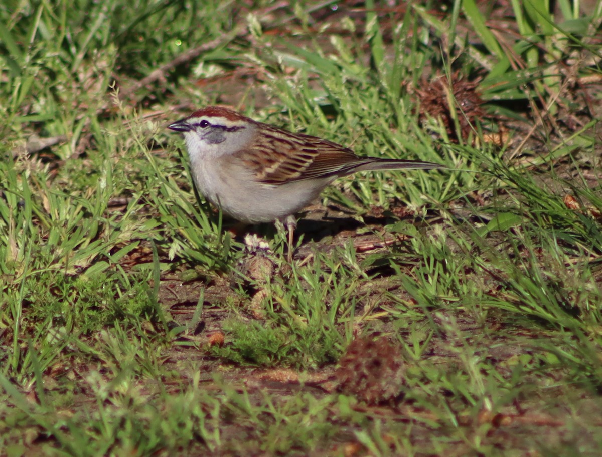 Chipping Sparrow - Ellen Adelman