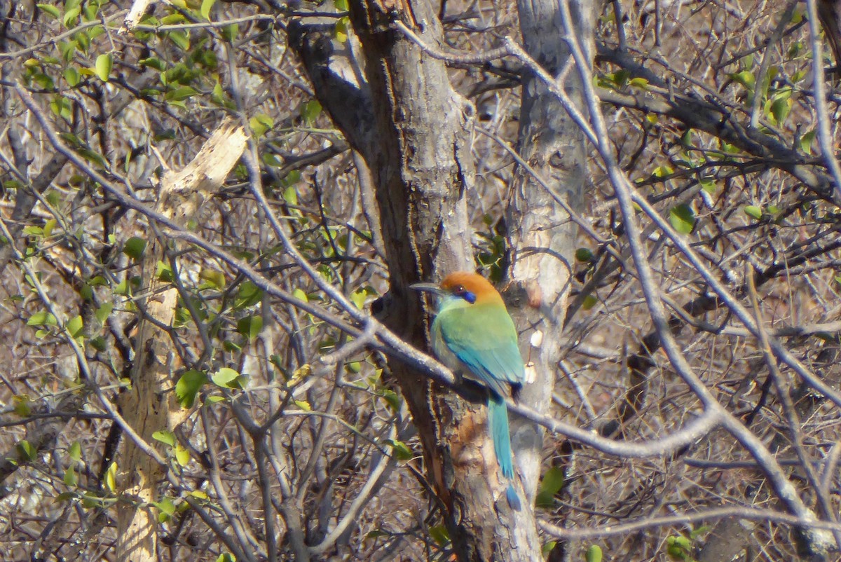 Russet-crowned Motmot - ML220290761