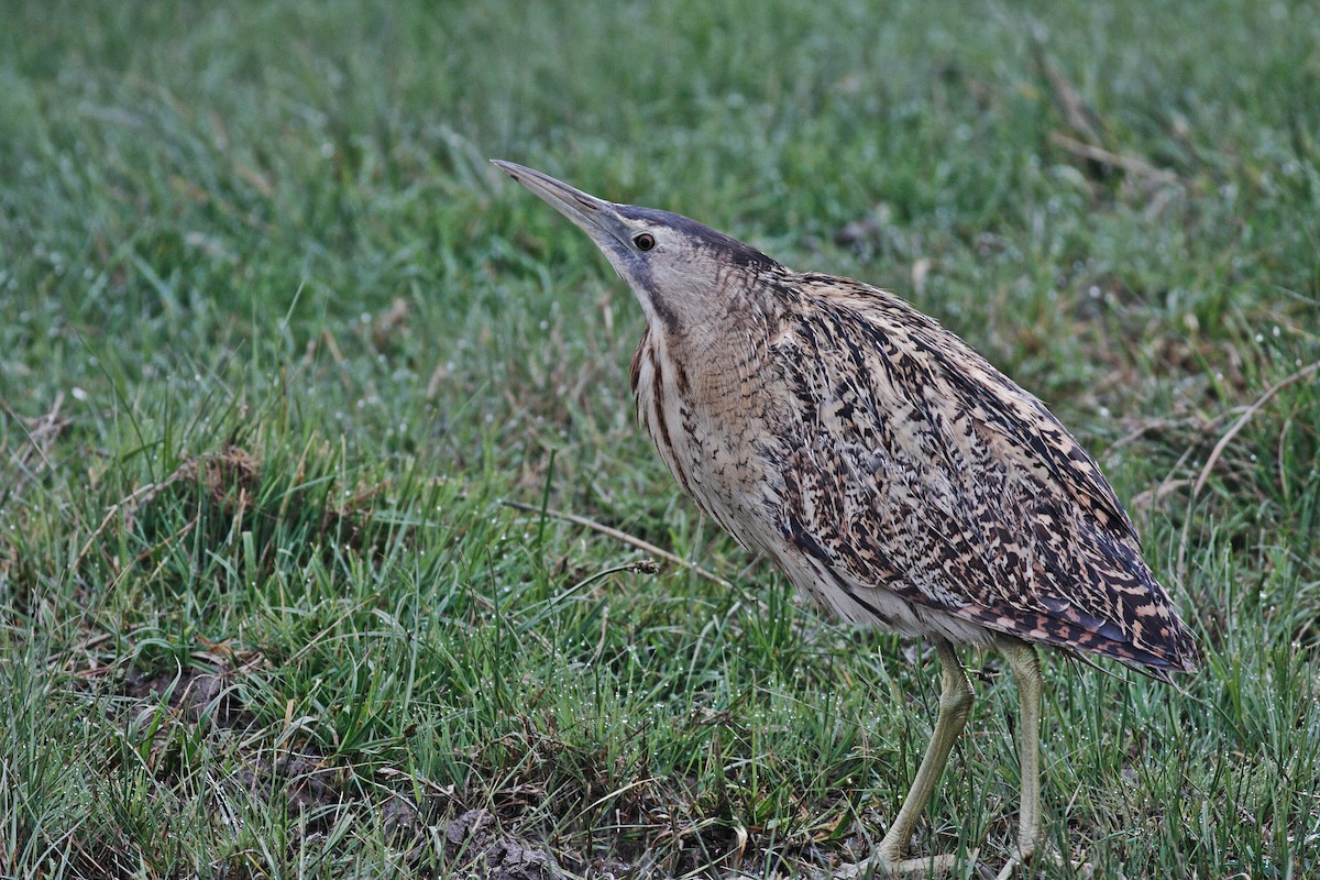 Eurasian Bittern - Fikret Karacan