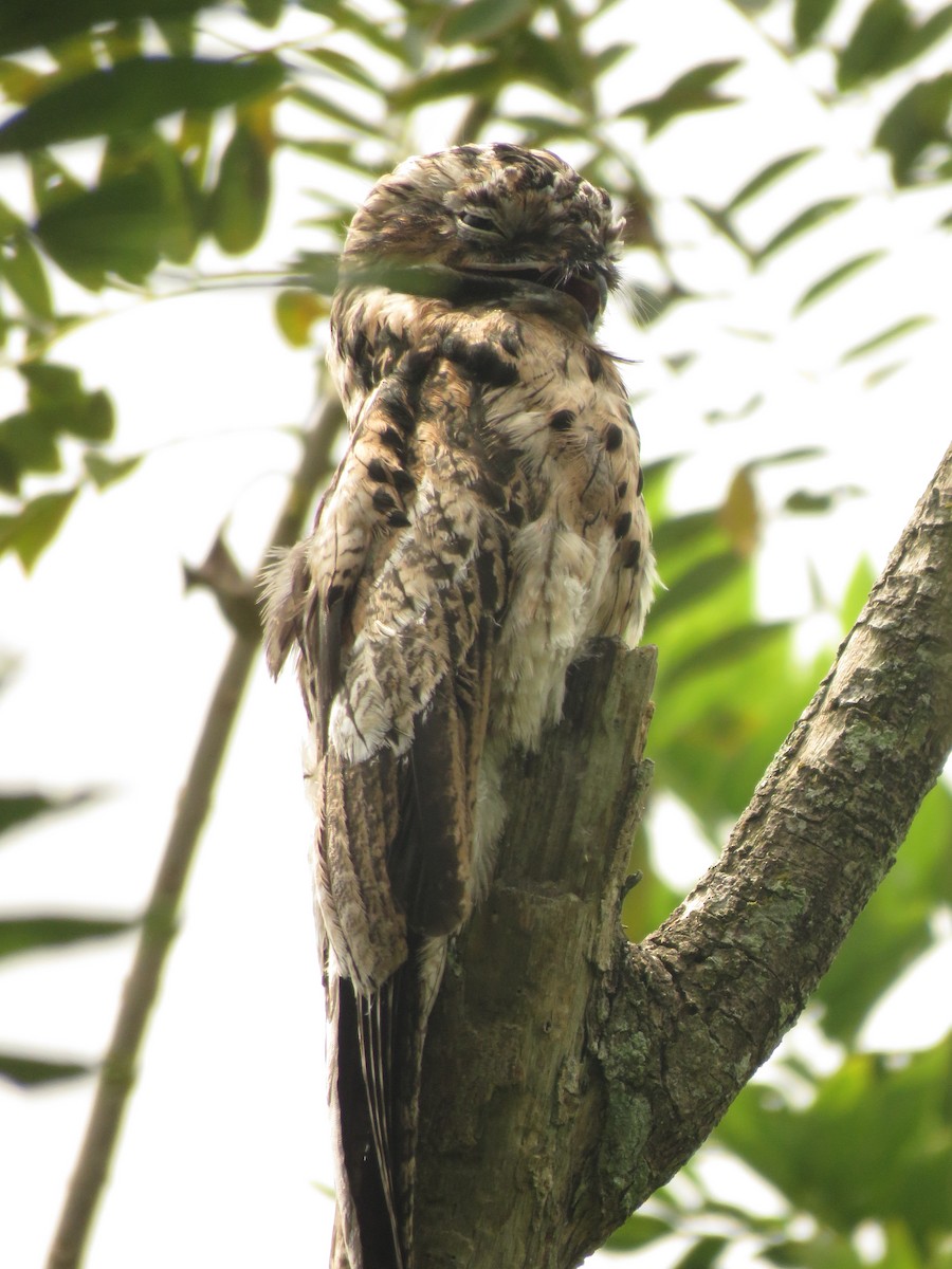 Common Potoo - ML220291841