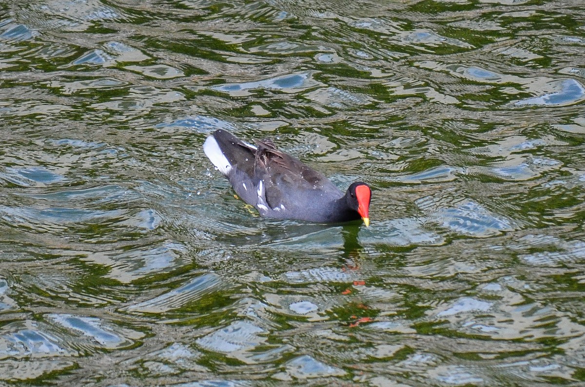 Common Gallinule - ML220291911