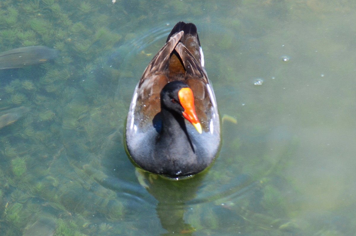 Common Gallinule - ML220291921