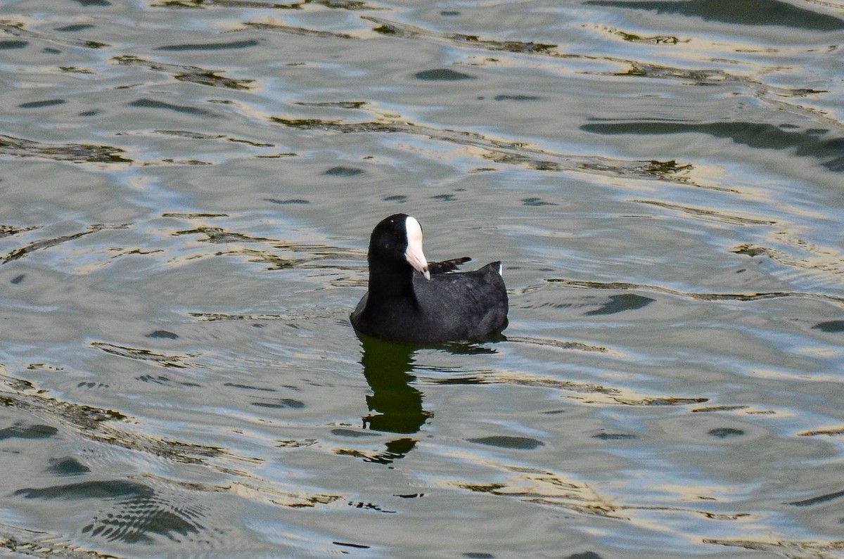 American Coot - ML220291941