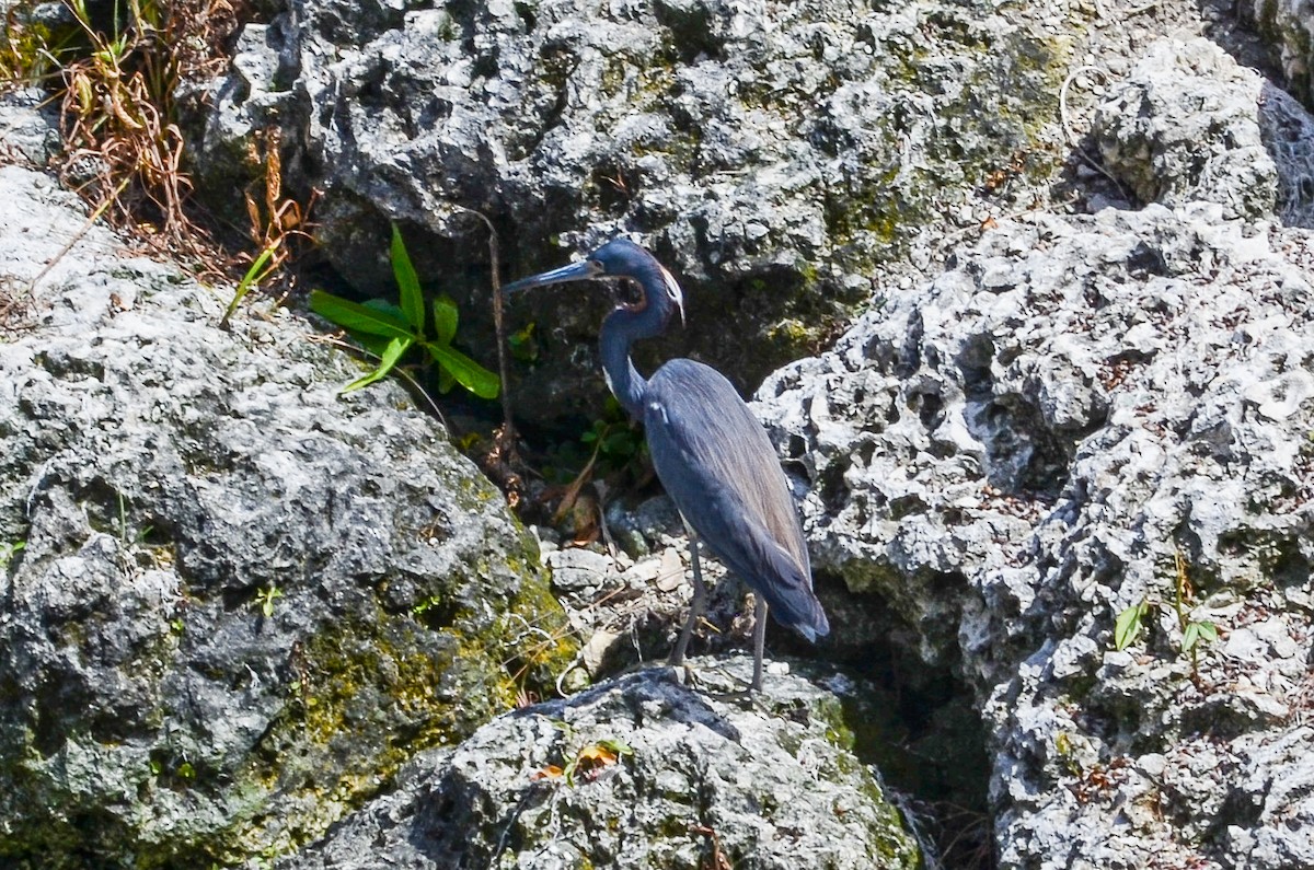 Tricolored Heron - ML220291991
