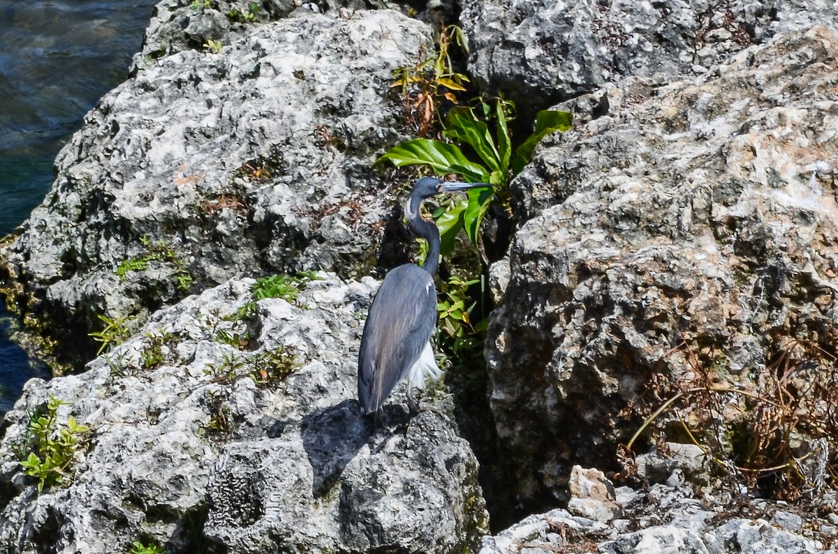 Tricolored Heron - ML220292031