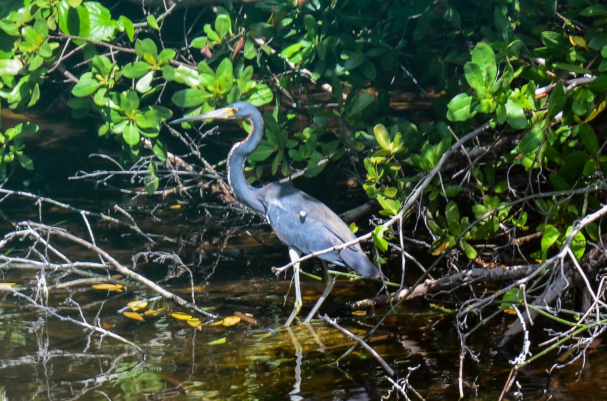 Tricolored Heron - ML220292051