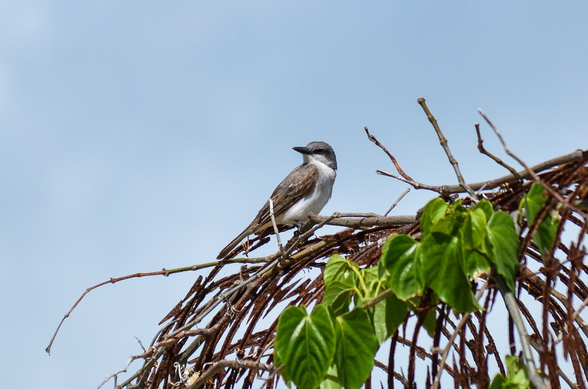 Gray Kingbird - ML220292121