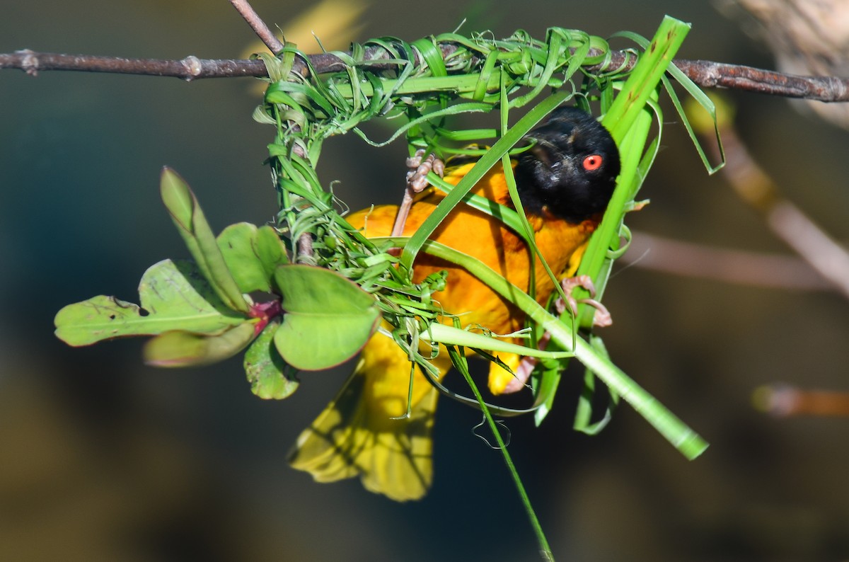 Village Weaver - Jim Norris