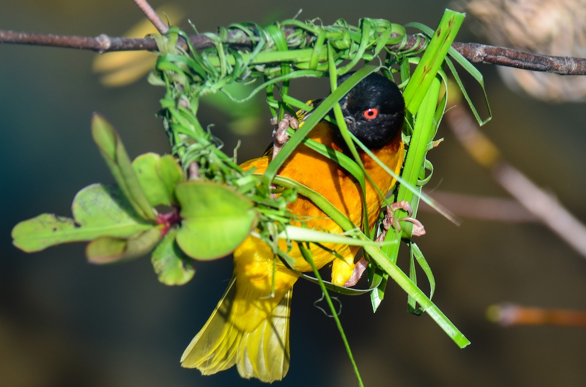 Village Weaver - ML220292191