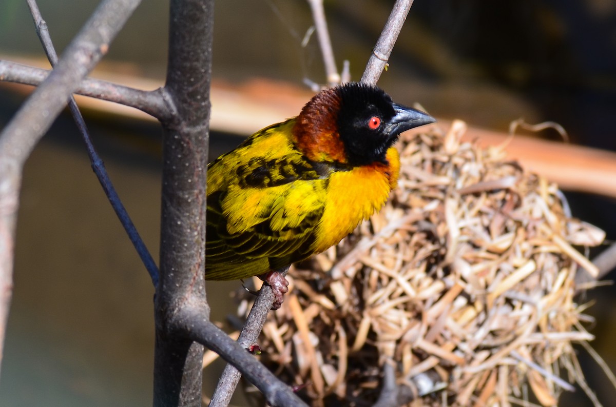 snovač zahradní - ML220292241